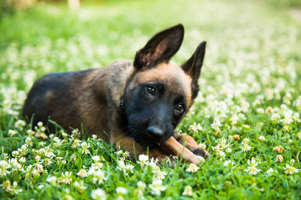 Pastore Belga Malinois cuccioli con pedigree ENCI