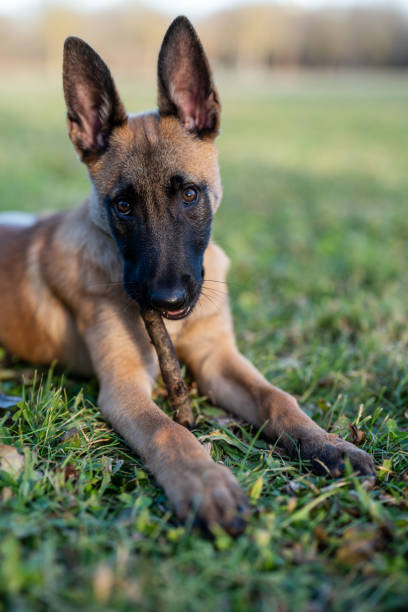 Allevamento Pastore Belga Malinois in Puglia Basilicata Campania Calabria. Cuccioli in Tutta Italia.