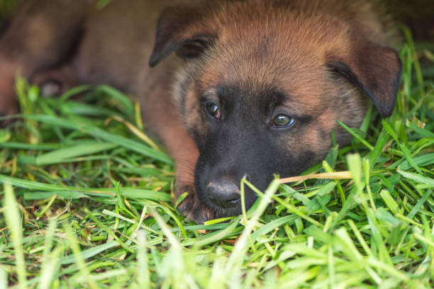 Pastore Belga Malinois cuccioli con pedigree ENCI