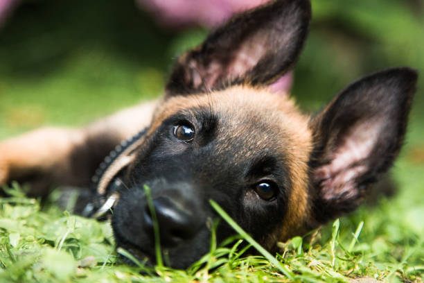 Pastore Belga Malinois cuccioli con pedigree ENCI