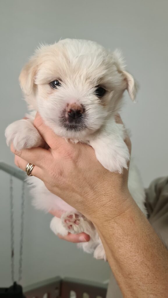 Cuccioli di Coton de Tulear