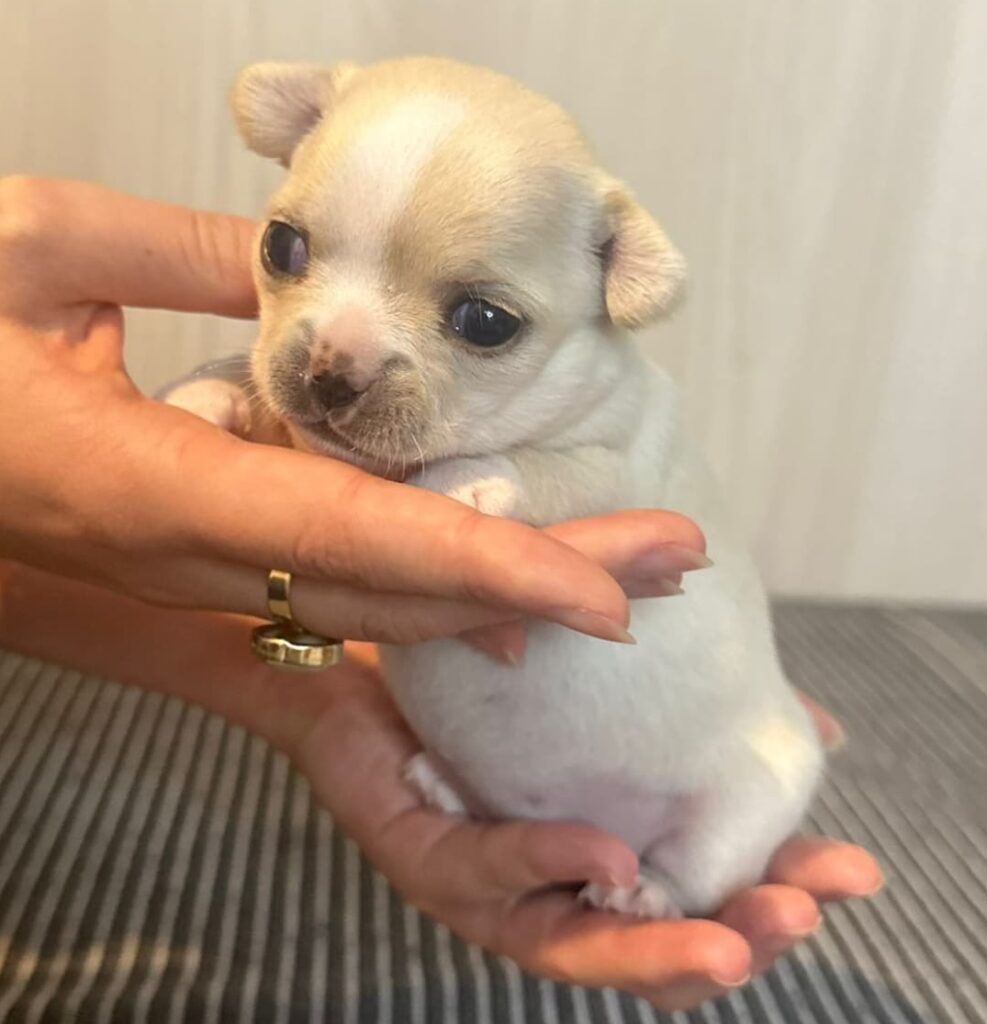 splendide cucciole di Chihuahua con pedigree ENCI