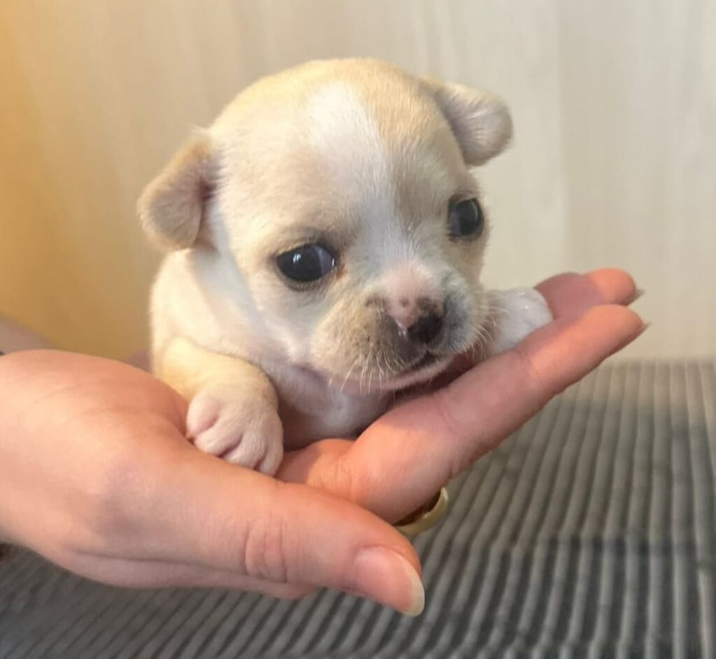 splendide cucciole di Chihuahua con pedigree ENCI