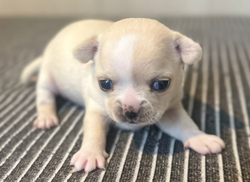 splendide cucciole di Chihuahua con pedigree ENCI