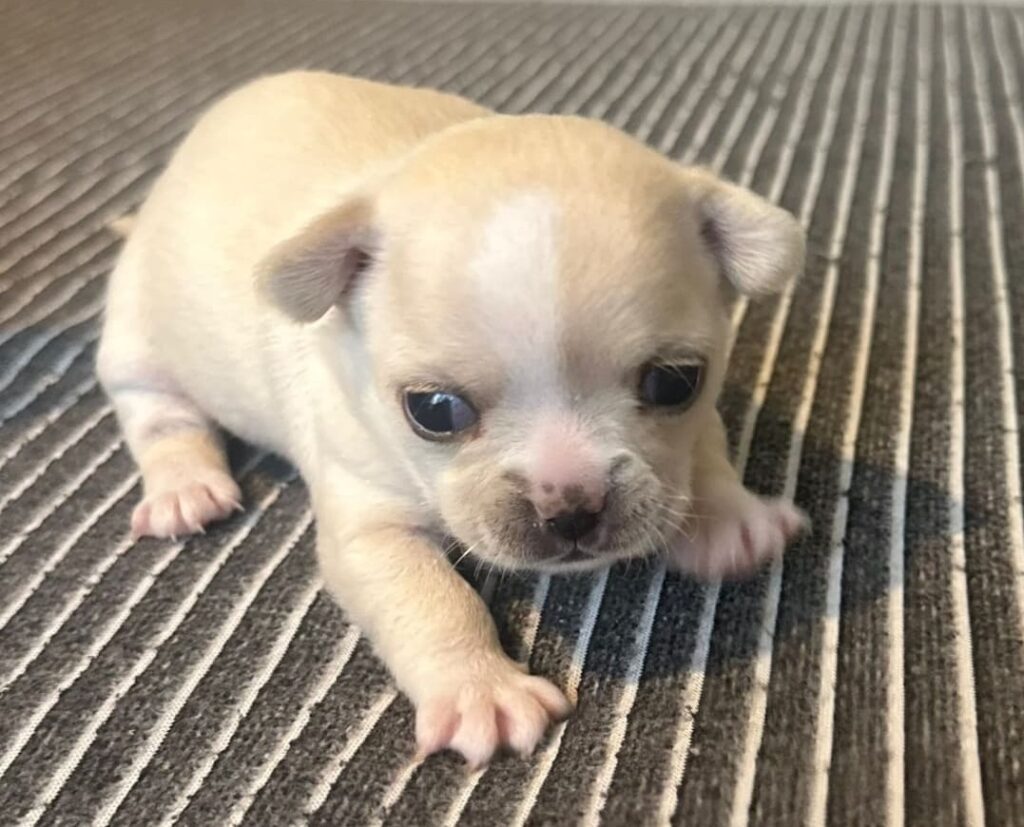 splendide cucciole di Chihuahua con pedigree ENCI