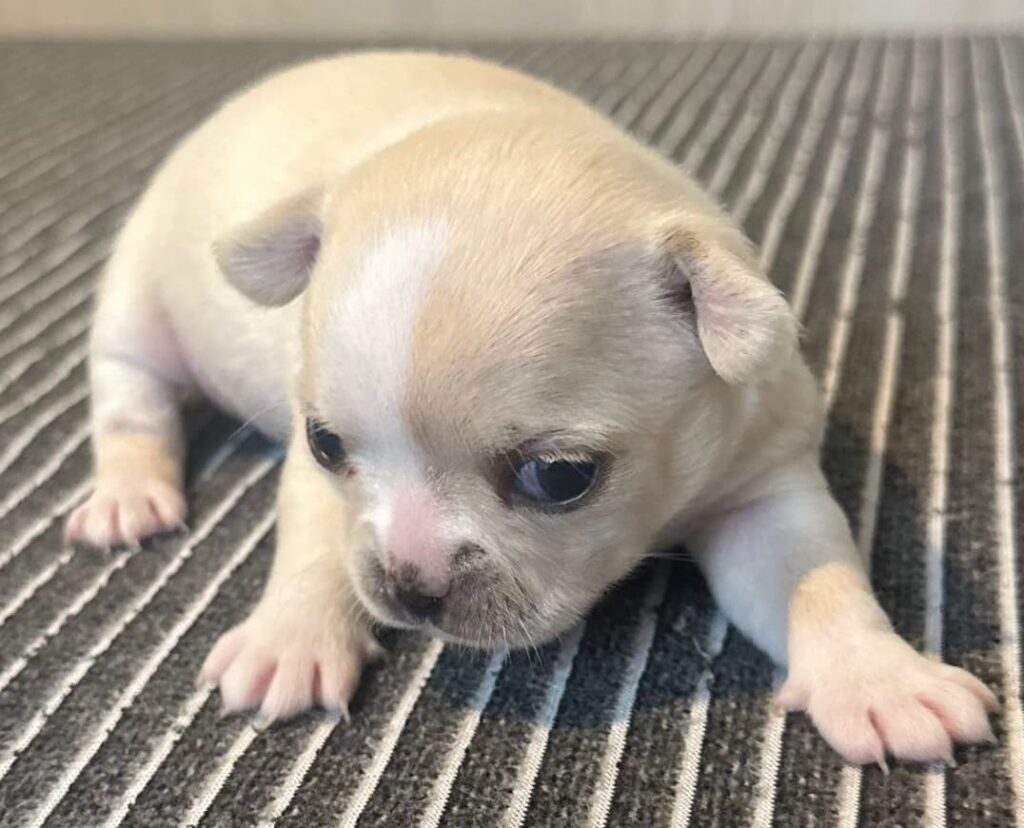 splendide cucciole di Chihuahua con pedigree ENCI