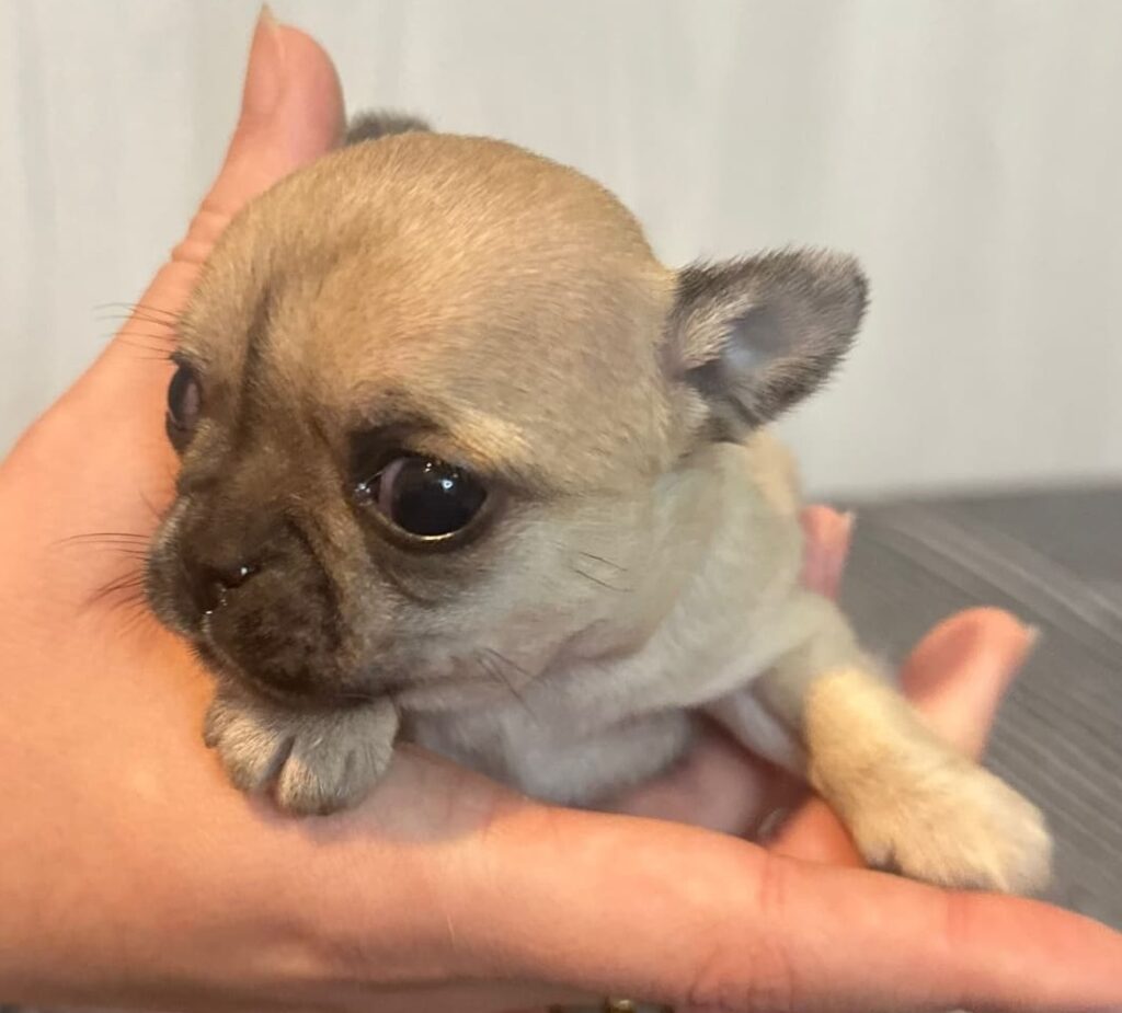 splendide cucciole di Chihuahua con pedigree ENCI