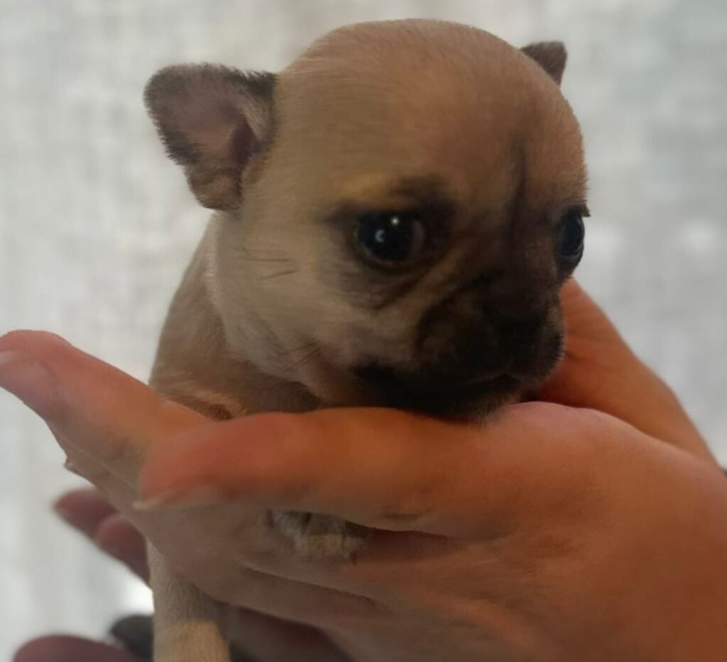 splendide cucciole di Chihuahua con pedigree ENCI