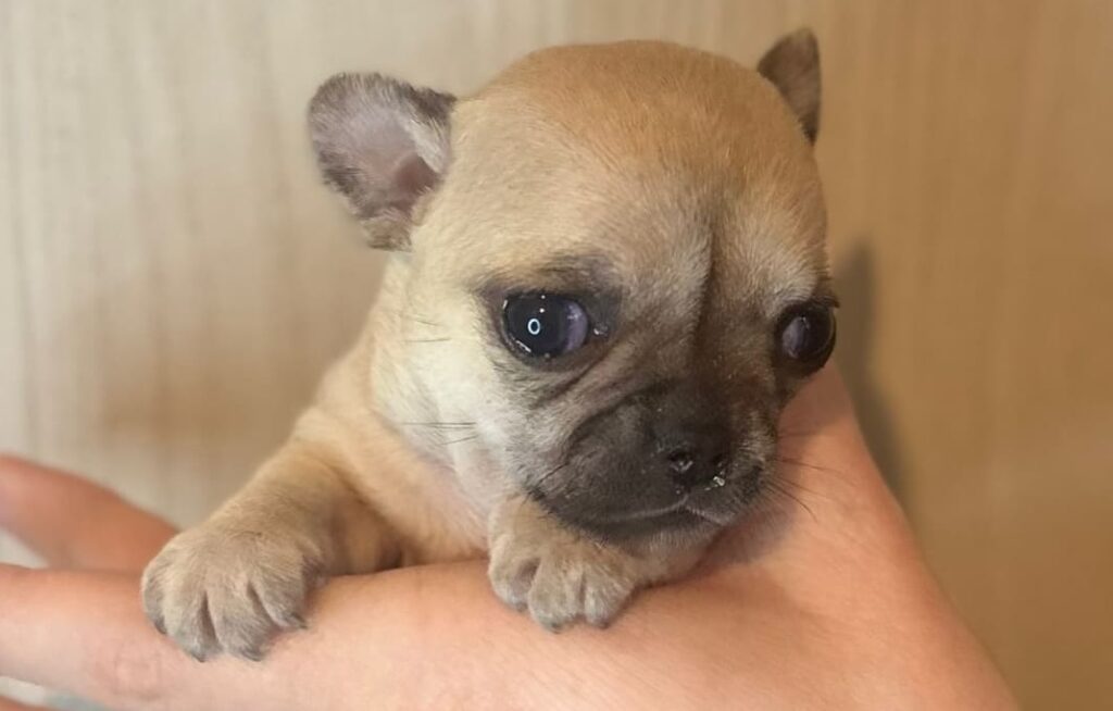 splendide cucciole di Chihuahua con pedigree ENCI