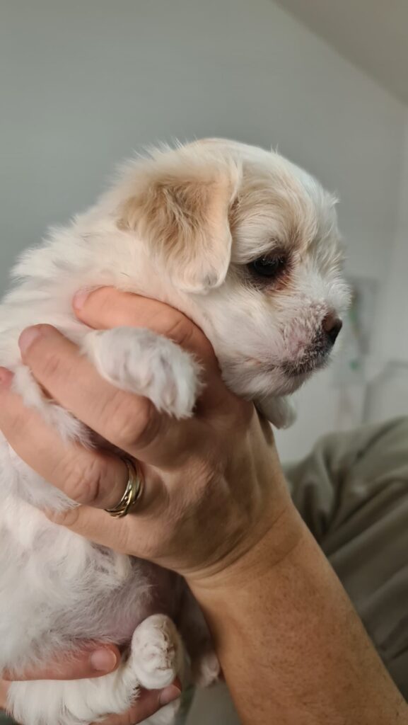 Cuccioli di Coton de Tulear