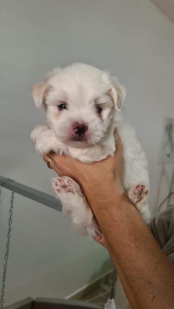 Cuccioli di Coton de Tulear