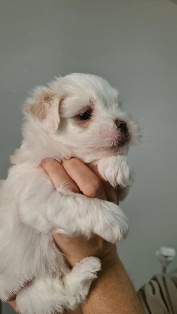 Cuccioli di Coton de Tulear