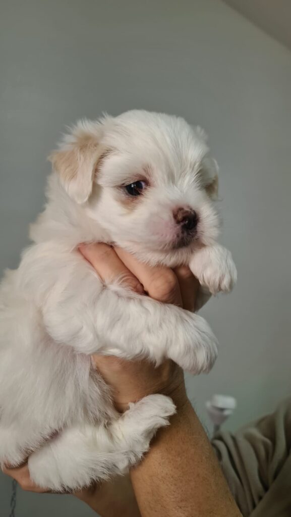 Cuccioli di Coton de Tulear