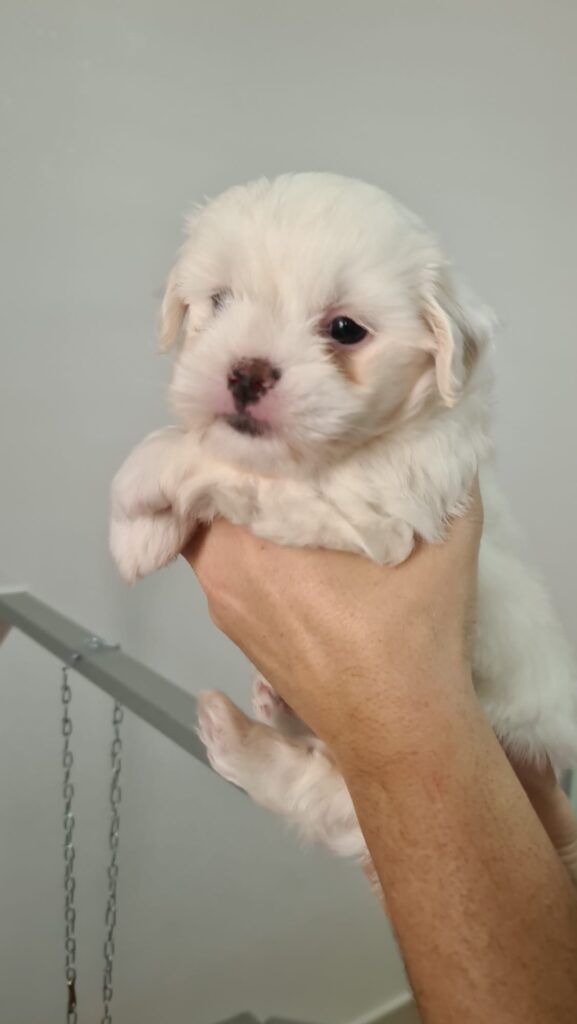 Cuccioli di Coton de Tulear