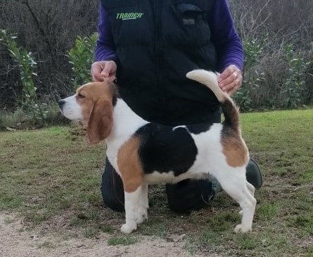 Beagle tricolore