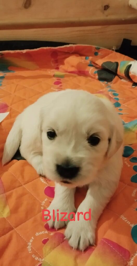 CUCCIOLI DI GOLDEN RETRIEVER  CON PEDIGREE