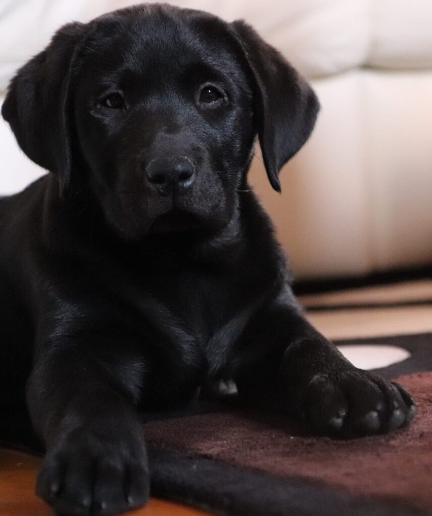 Cuccioli Labrador