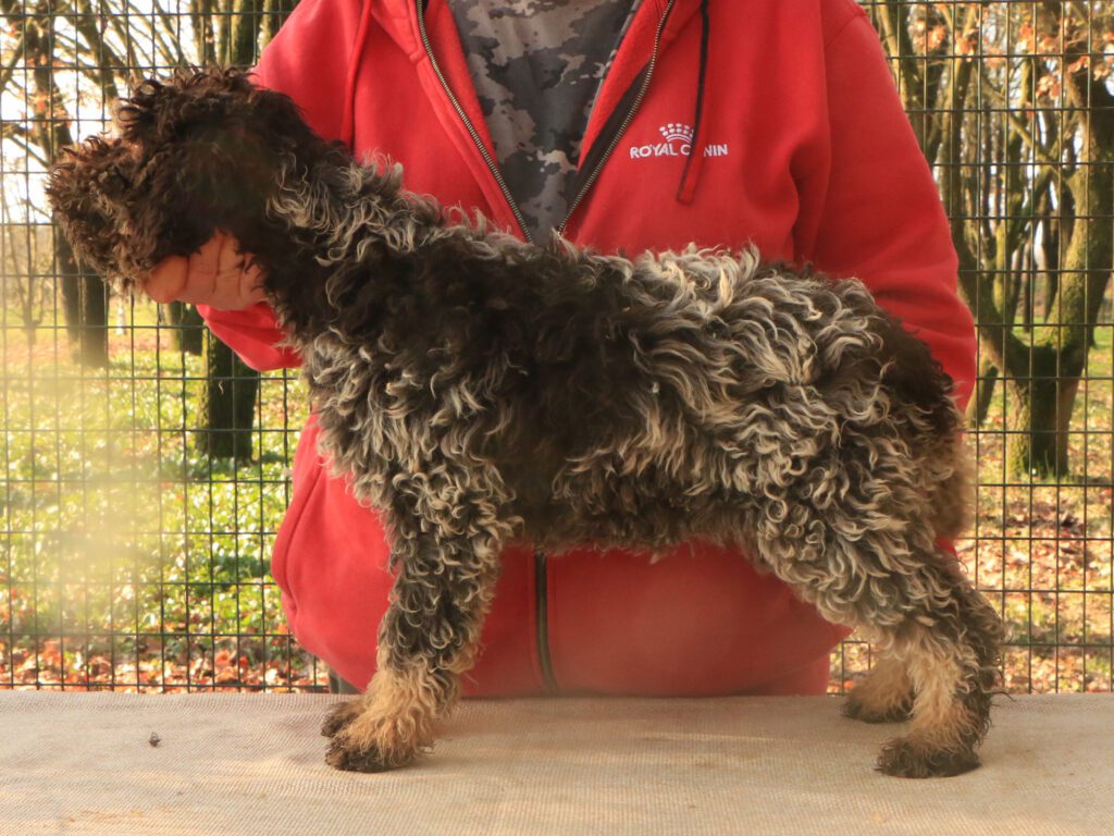 Lagotto romagnolo cucciolo 2