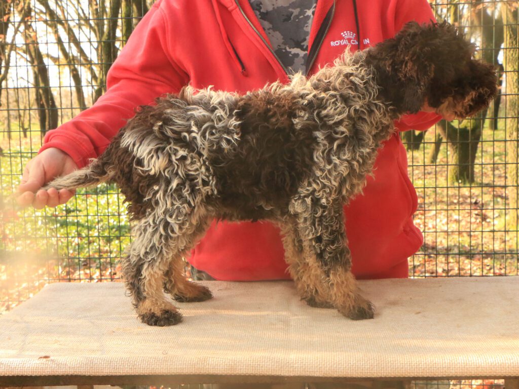 Lagotto romagnolo cucciolo 2