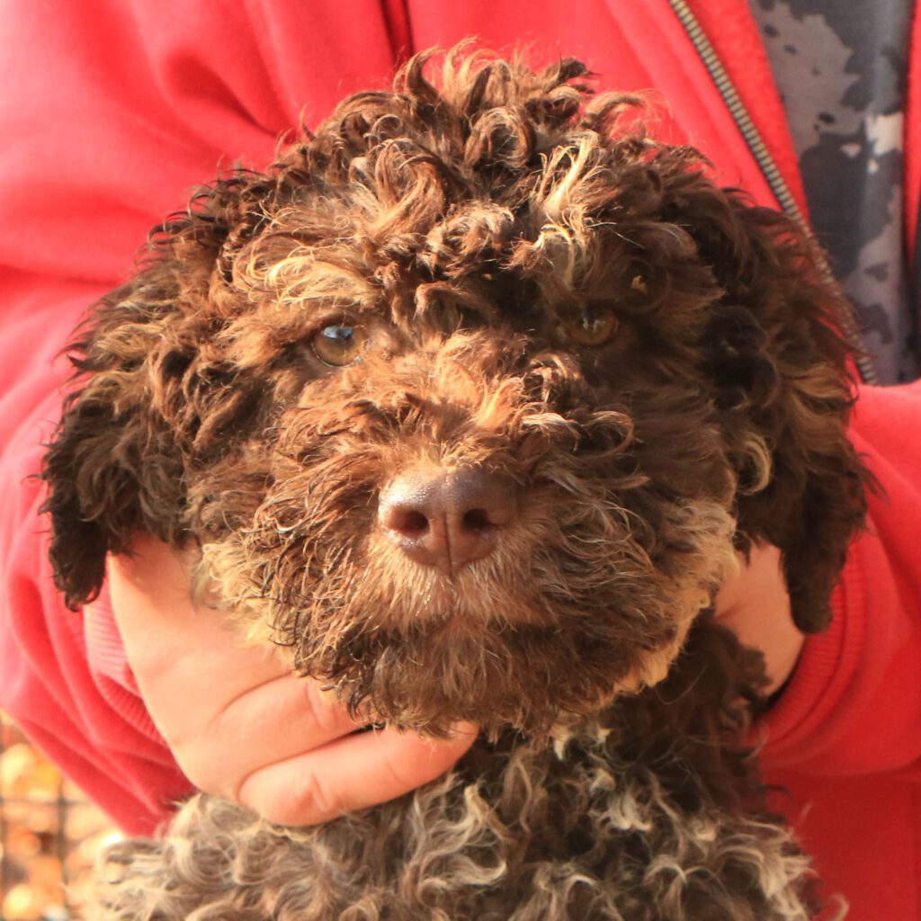 Lagotto romagnolo cucciolo 2