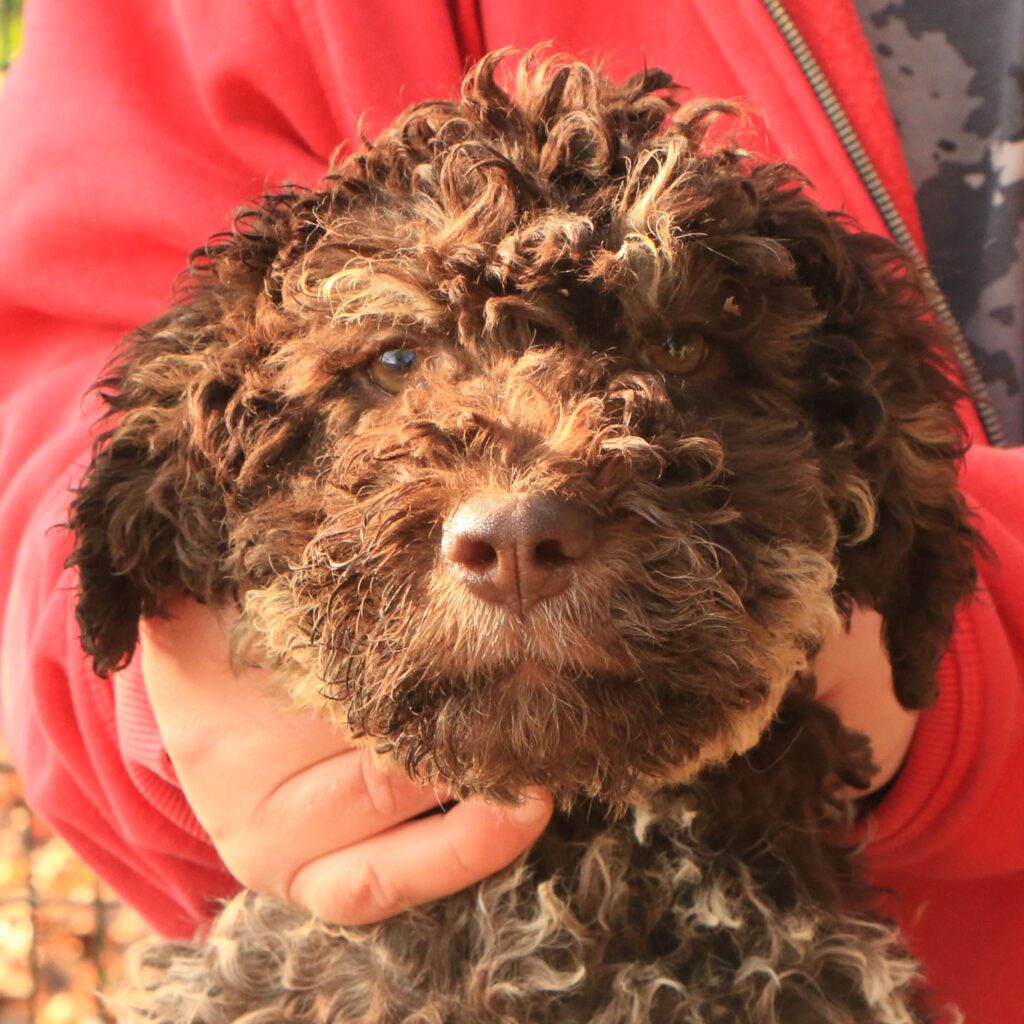 Lagotto romagnolo cucciolo 2