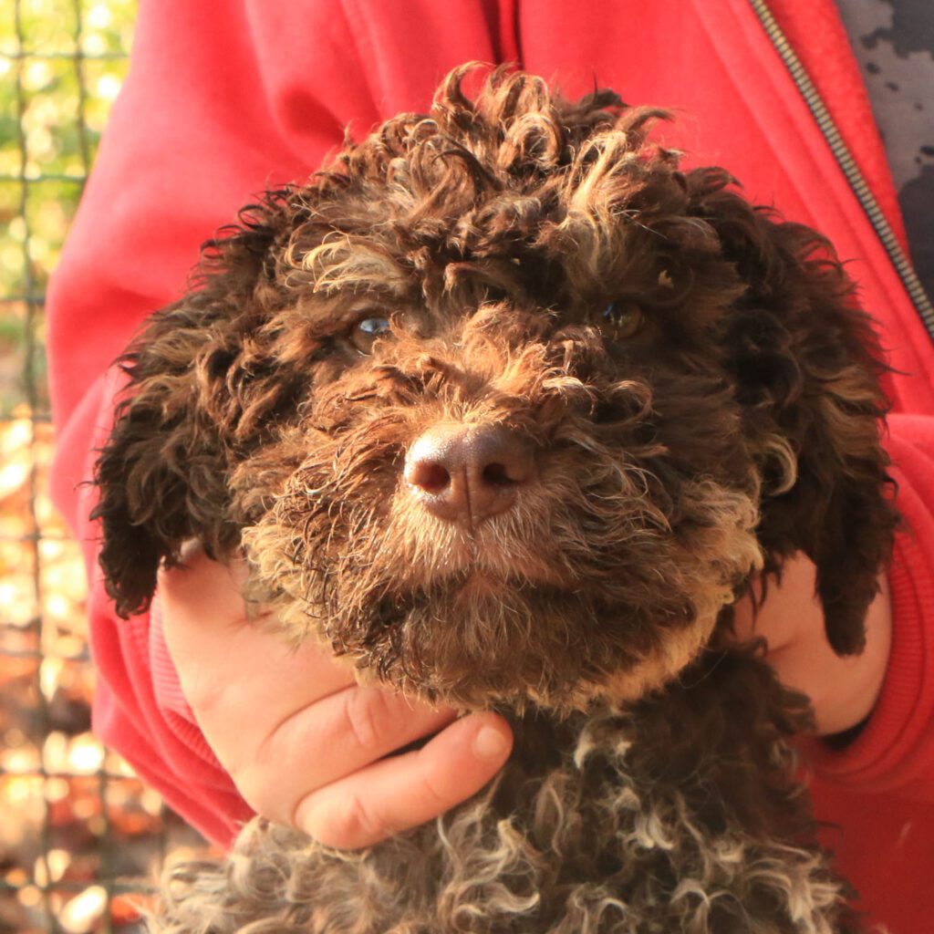 Lagotto romagnolo cucciolo 2