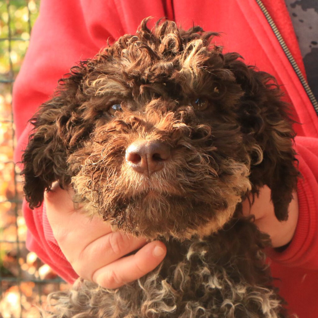 Lagotto romagnolo cucciolo 2