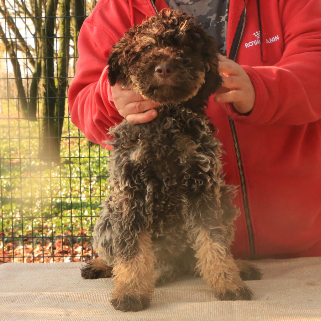 Lagotto romagnolo cucciolo 2