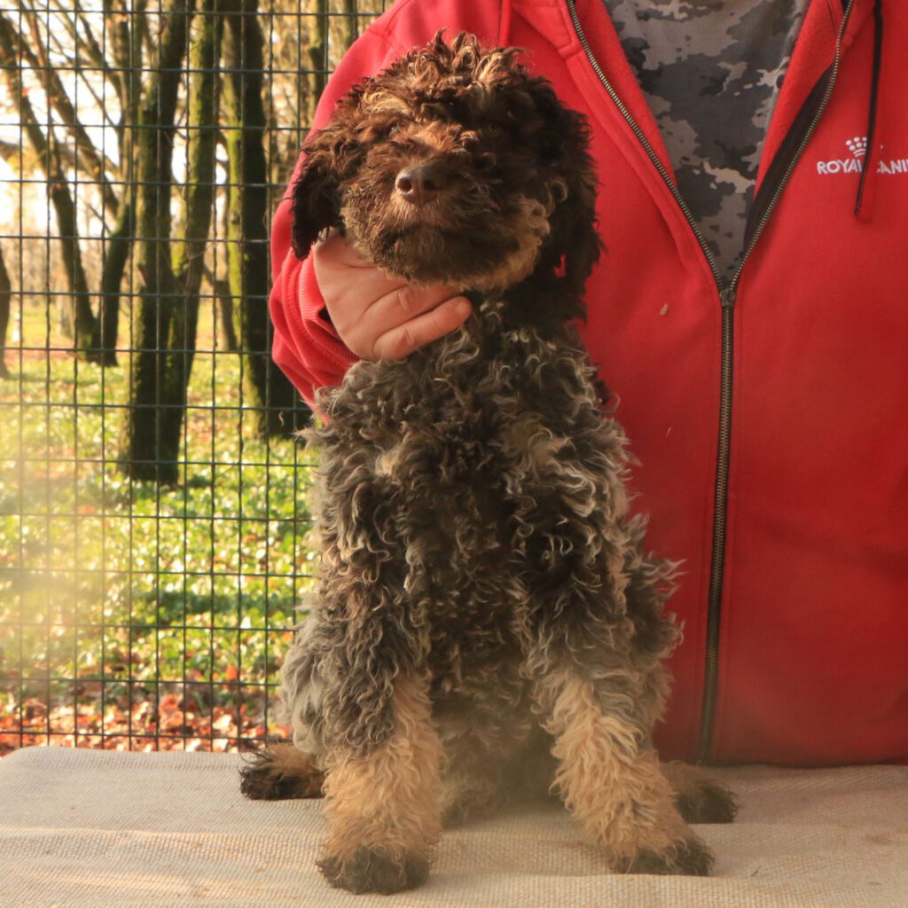 Lagotto romagnolo cucciolo 2