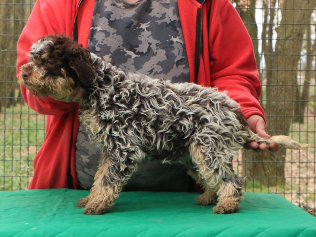 Lagotto romagnolo cucciolo 3