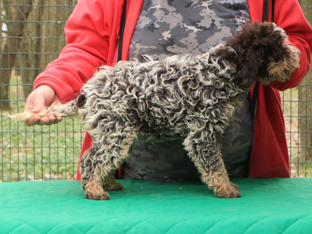 Lagotto romagnolo cucciolo 3