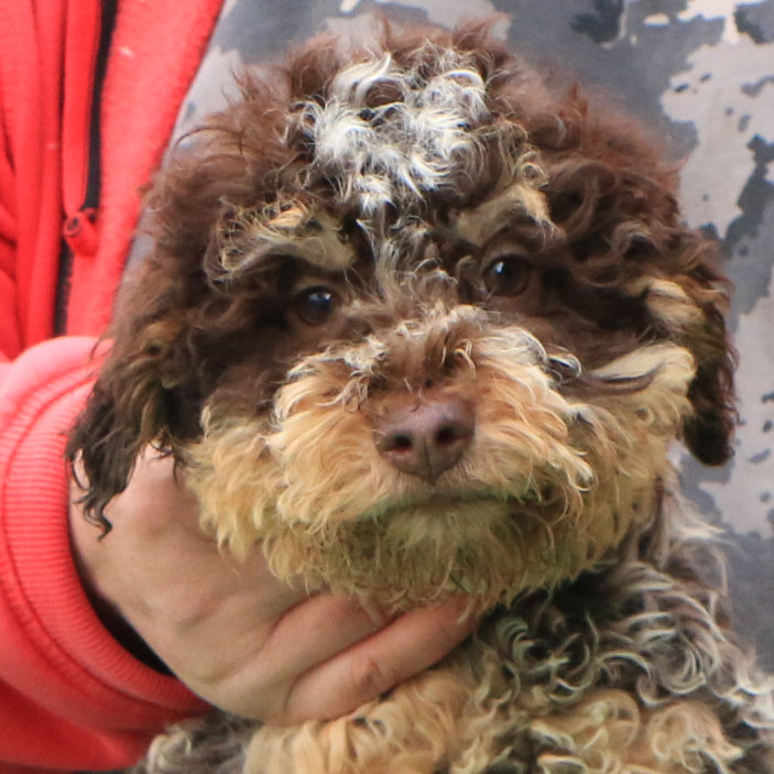 Lagotto romagnolo cucciolo 3