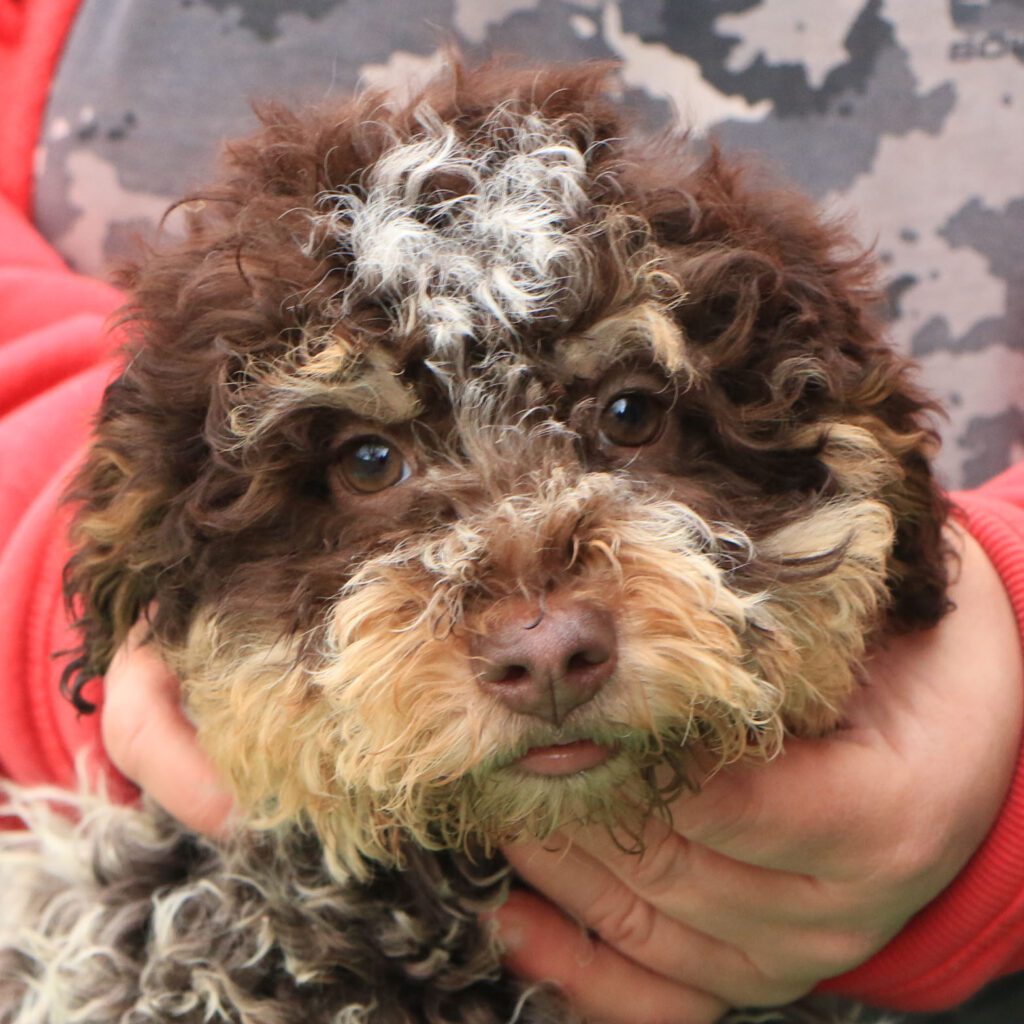 Lagotto romagnolo cucciolo 3