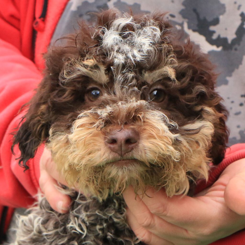 Lagotto romagnolo cucciolo 3