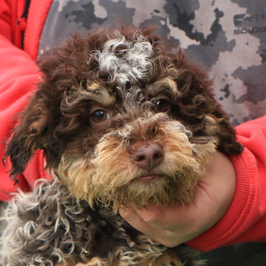 Lagotto romagnolo cucciolo 3