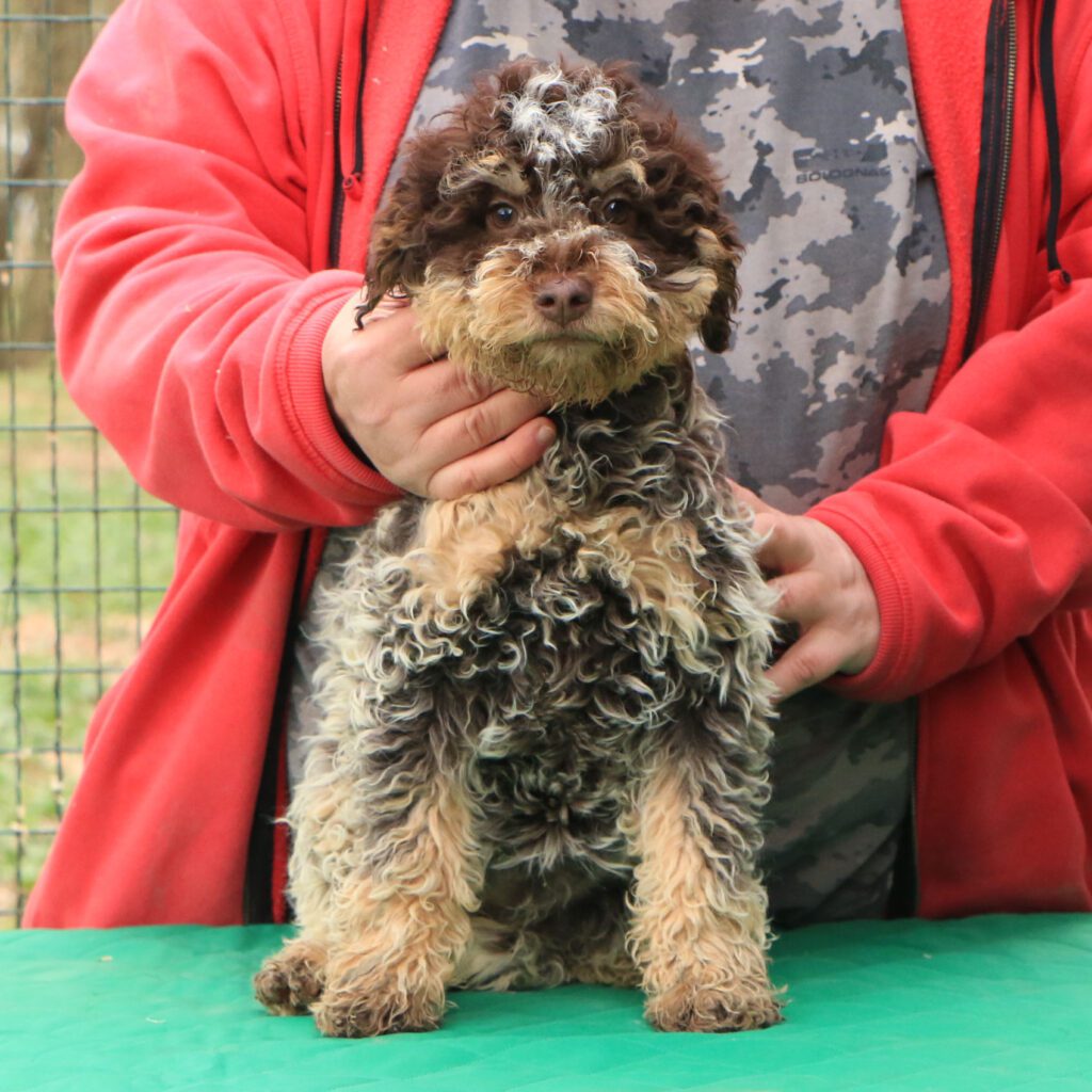 Lagotto romagnolo cucciolo 3