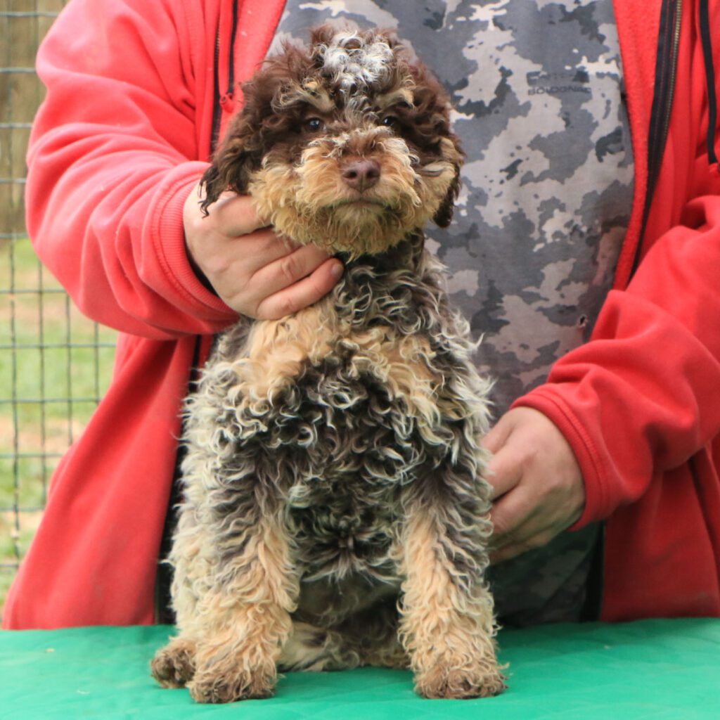 Lagotto romagnolo cucciolo 3