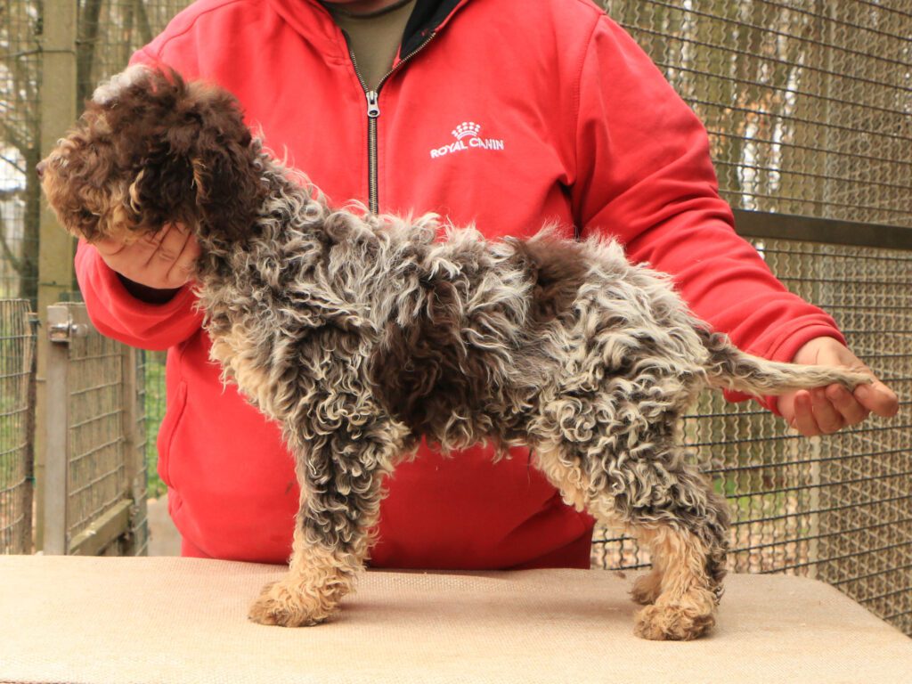 Lagotto romagnolo cucciolo 6