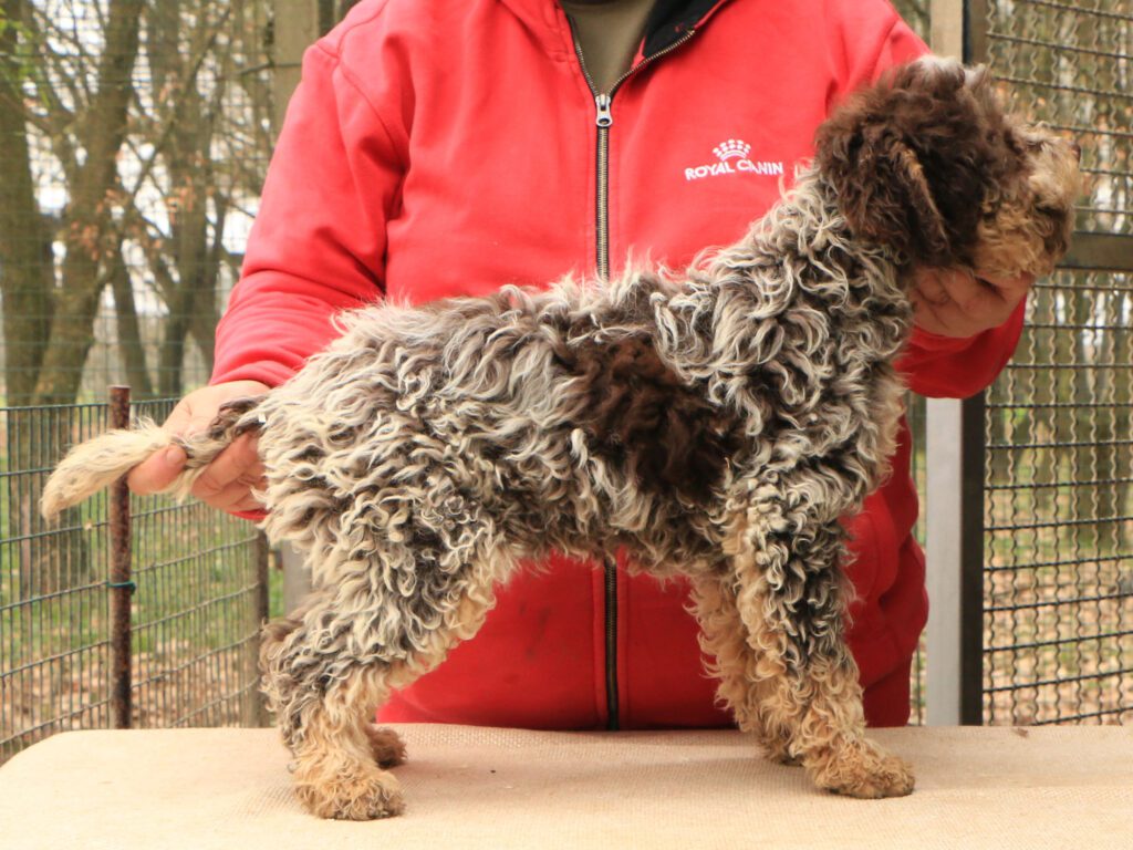 Lagotto romagnolo cucciolo 6