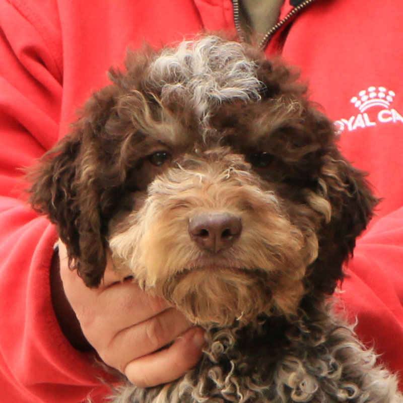 Lagotto romagnolo cucciolo 6