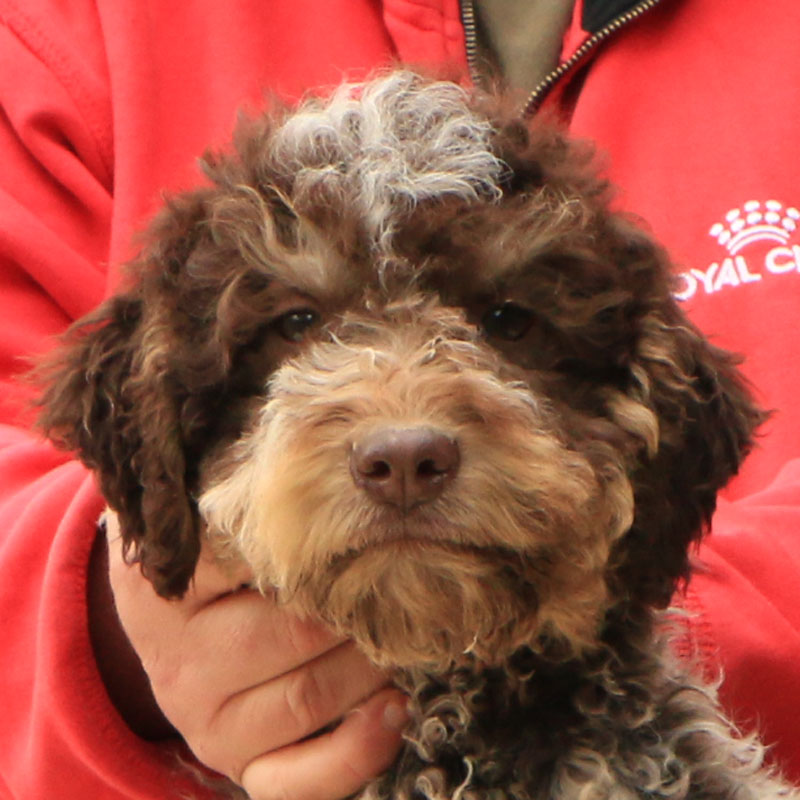 Lagotto romagnolo cucciolo 6