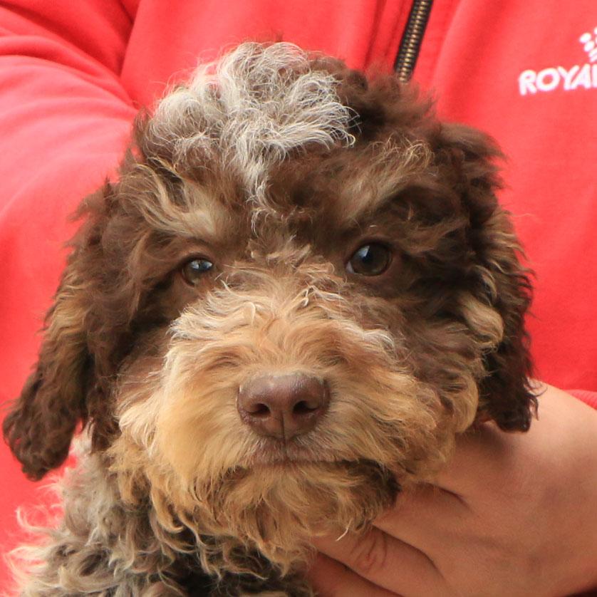 Lagotto romagnolo cucciolo 6