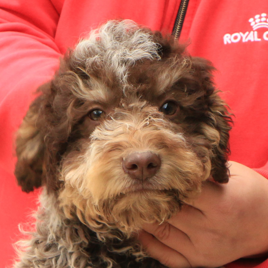 Lagotto romagnolo cucciolo 6