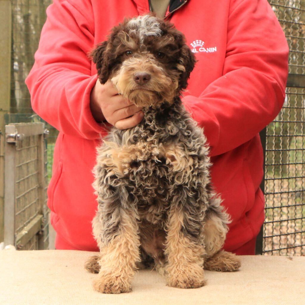 Lagotto romagnolo cucciolo 6