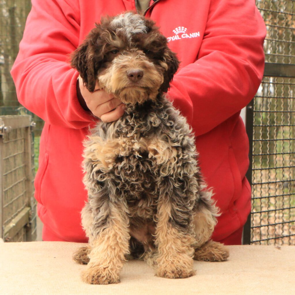 Lagotto romagnolo cucciolo 6