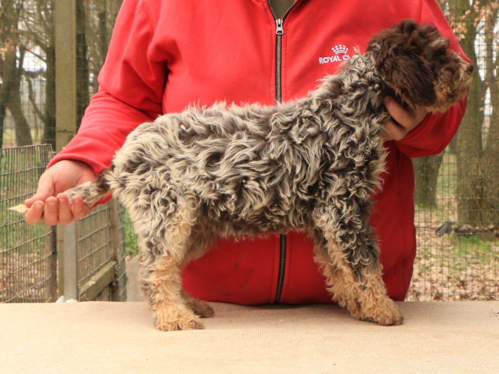 Lagotto romagnolo cucciolo 5