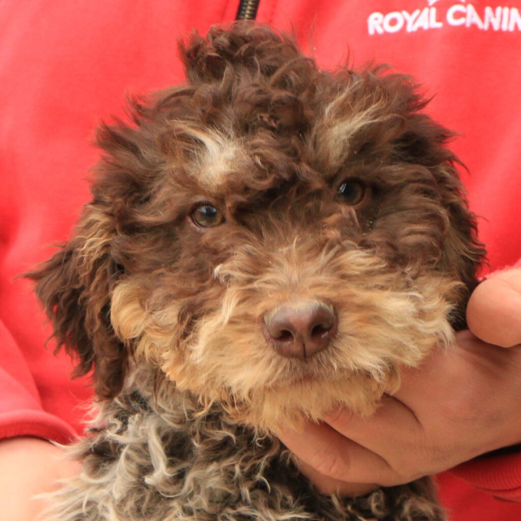 Lagotto romagnolo cucciolo 5