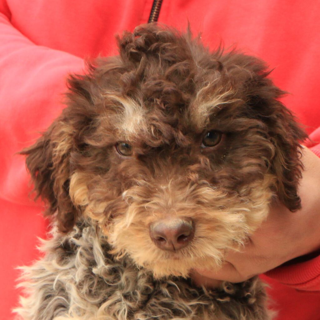 Lagotto romagnolo cucciolo 5