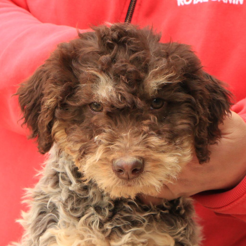 Lagotto romagnolo cucciolo 5