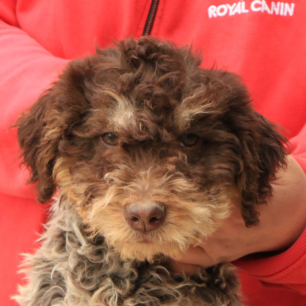 Lagotto romagnolo cucciolo 5